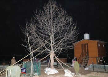 Two Chinars transplantated at Char Chinar, Dal Lake