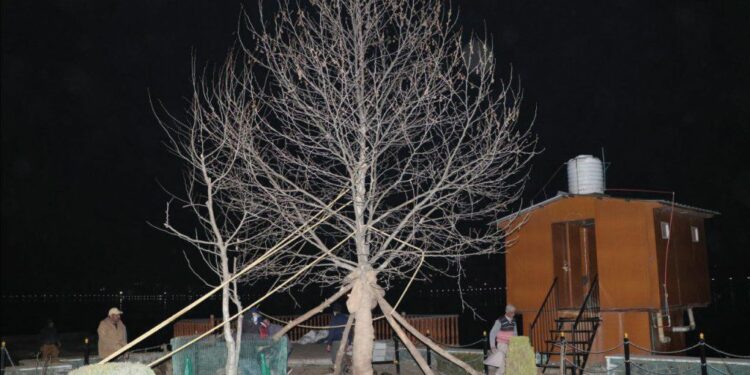 Two Chinars transplantated at Char Chinar, Dal Lake