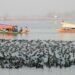 Kashmir’s romance with four lakh migratory birds