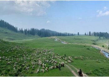 Forest Rights Act implementation boon for tribal communities: Officials