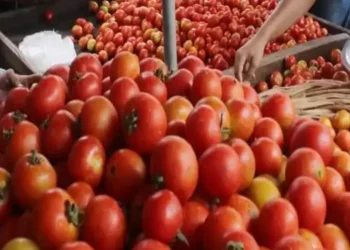 Tomatoes, almonds, coffee among most hit by climate change