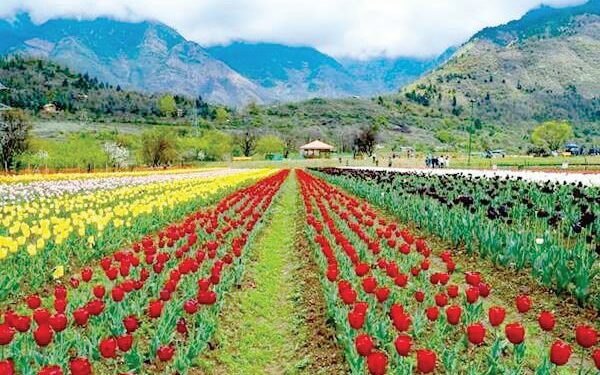 Asia’s largest Tulip garden opens for visitors in J&K’s Srinagar