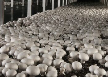 Agriculture Deptt organizes 7 day Training prog on “Mushroom Production Technology’’ at Ang