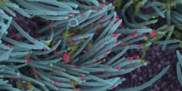 Very few recombinant variants of Covid found in India: INSACOG