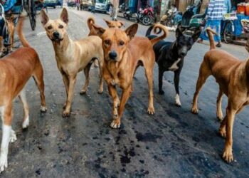 39 people injured in stray dog attack in Srinagar
