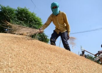 Centre bans wheat export