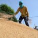 Centre bans wheat export