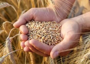 Export demand, yield loss fears due to heatwave buoy wheat flour, bread prices