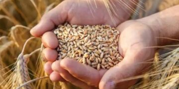 Export demand, yield loss fears due to heatwave buoy wheat flour, bread prices