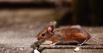 Scientists identify new coronavirus commonly found in rodents