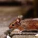 Scientists identify new coronavirus commonly found in rodents