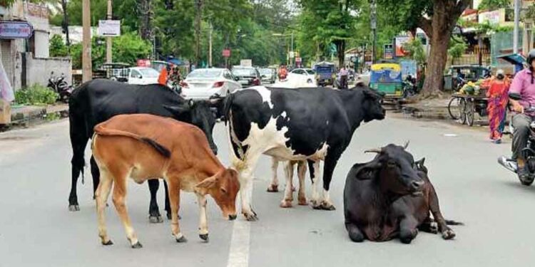 Parl panel concerned over accidents on highways due to stray cattle