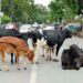 Parl panel concerned over accidents on highways due to stray cattle