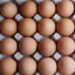 US researchers produce Covid antibodies using hen eggs