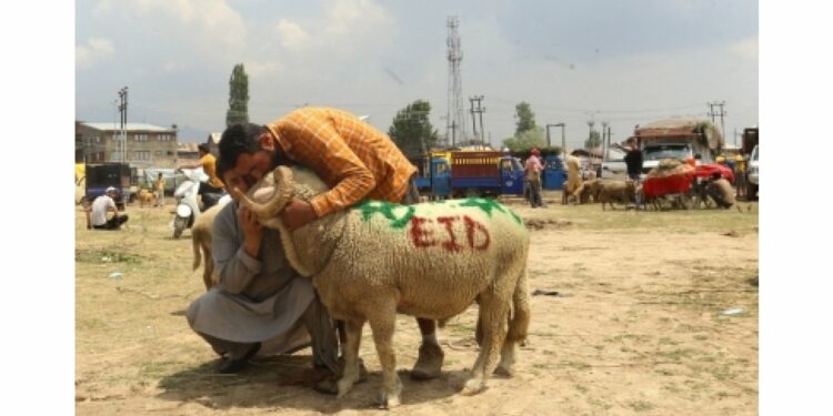 Sacrificial animals most sought after on Eid eve in Kashmir