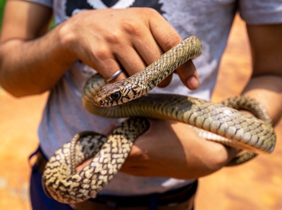 First-of-its-kind ICMR study on snakebites in 13 states