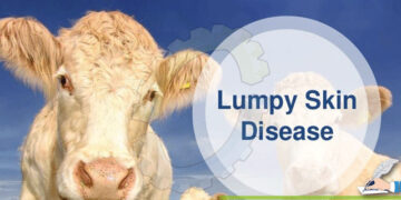 Lumpy SKIN Disease: Govt constitutes task forces for two divisions each of UT