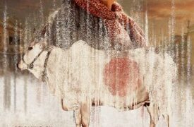 Sanjay Mishra-starrer ‘Holy Cow’ poster is intriguing, humorous