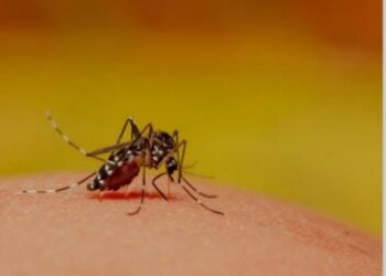 New monoclonal antibody shows promise against malaria