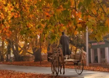 Autumn-Kashmir-Chinar