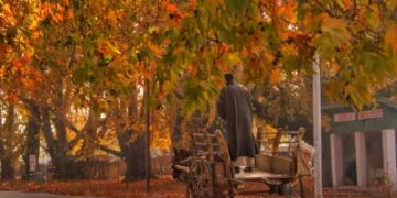 Kashmir’s golden yellow season of plenty, the Autumn is here