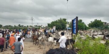 Thousands of cows on Gujarat highways block traffic as govt fails to fund shelter homes
