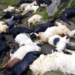 More than 50 animals die in lightening strike at Rajouri