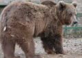 Wildlife experts raise alarm over presence of brown bears in human habitations in Kashmir
