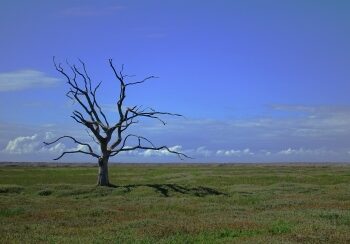 Countries’ climate pledges put unrealistic demands for land: Report