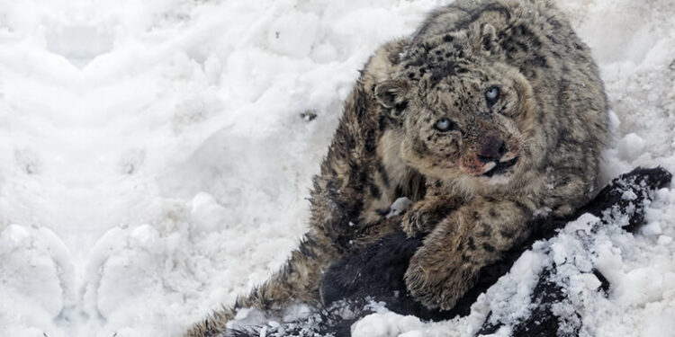 Spotting of snow leopard in Kashmir to give major boost to conservation of species, say Wildlife Officials