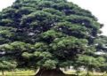 Asia’s lone Redwood tree surviving at CSIR Yarikha Tangmarg