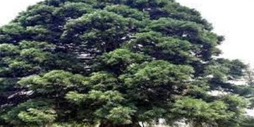 Asia’s lone Redwood tree surviving at CSIR Yarikha Tangmarg