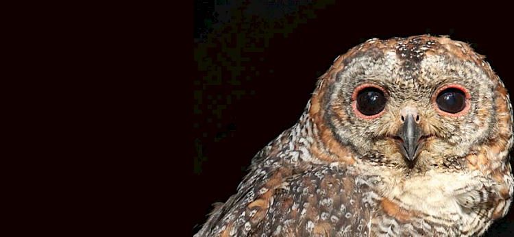 J&K’s wildlife department warns against owl-capturing. Here’s why?