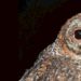 J&K’s wildlife department warns against owl-capturing. Here’s why?