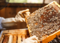 Beekeeping emerging as promising sector in Kupwara
