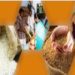 Budget allocation for food & public distribution department cut by 30%