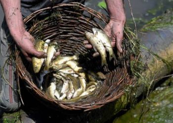 Thousands of fish die in spring in Qazigund