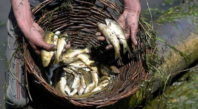 Thousands of fish die in spring in Qazigund
