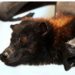 Covid-like virus in native UK bats raises spillover risk: Scientists