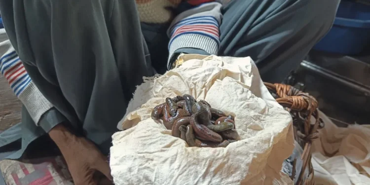 Navroz celebrated with fervour in Kashmir