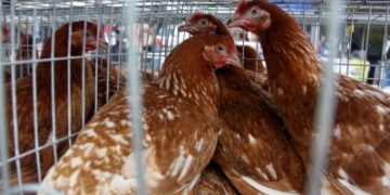 WHO warns tourists to avoid wet markets to avert human bird flu risk