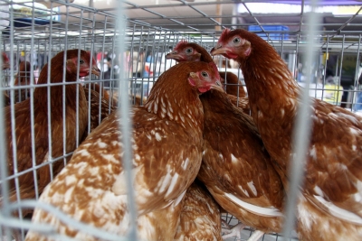 WHO warns tourists to avoid wet markets to avert human bird flu risk