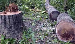 Timber smuggling goes unchecked in DH Pora Kulgam, say locals