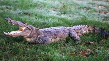 Seven-foot crocodile in toilet triggers panic in UP village