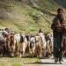 Long and tough journey eases for Bakerwals with transport facility