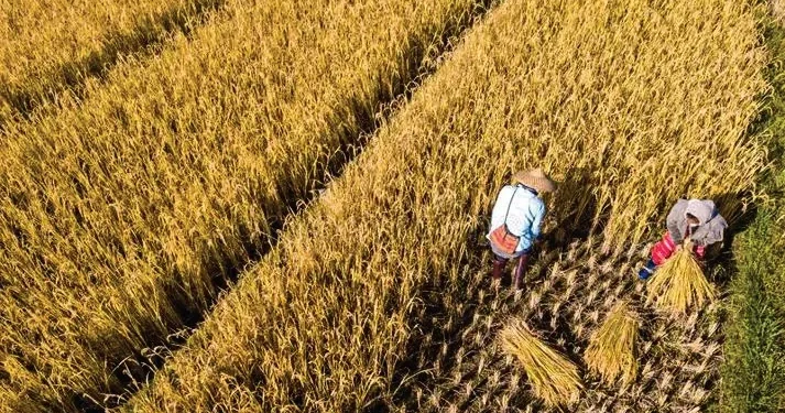 Amid prevailing peace, harvesting begins along Indo-Pak border in Jammu