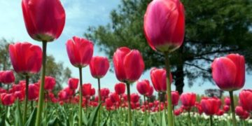 Jammu’s first Tulip garden thrown open to public