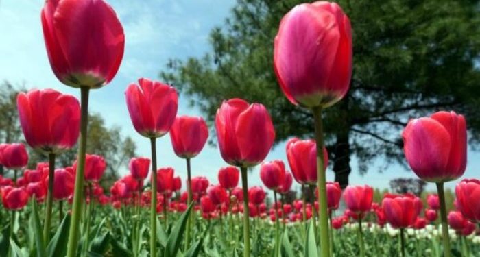 Jammu’s first Tulip garden thrown open to public
