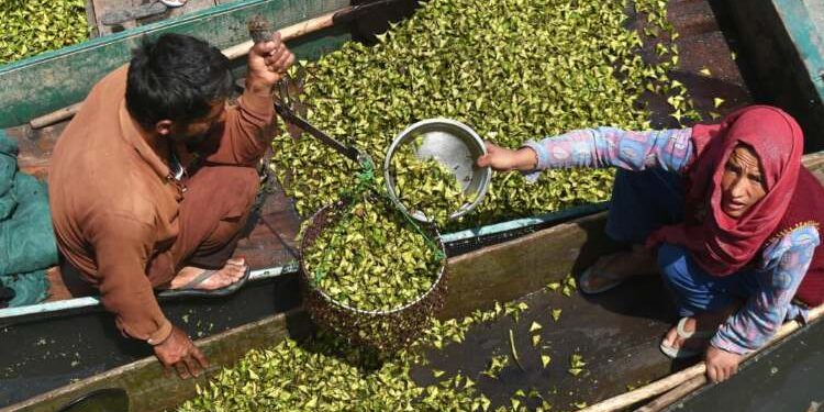 Wular Lake’s revival registers surge in Chestnut Harvest
