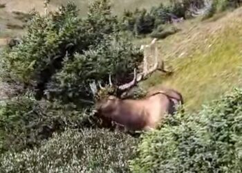 Hangul sighting in Gurez Valley sparks hope for conservation